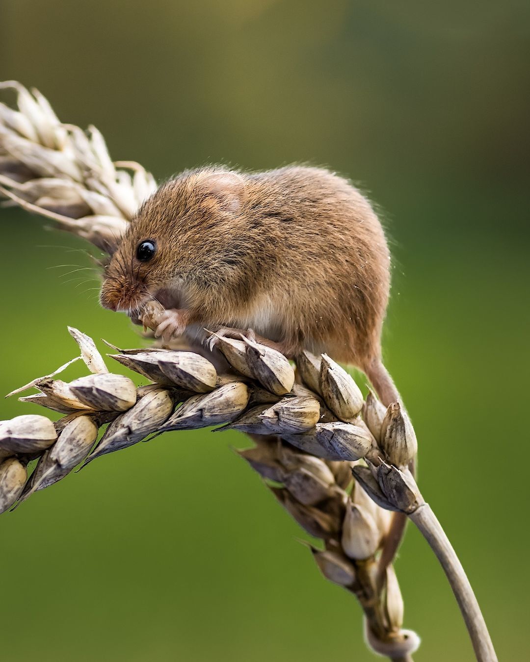 Мышь-малютка | Пикабу
