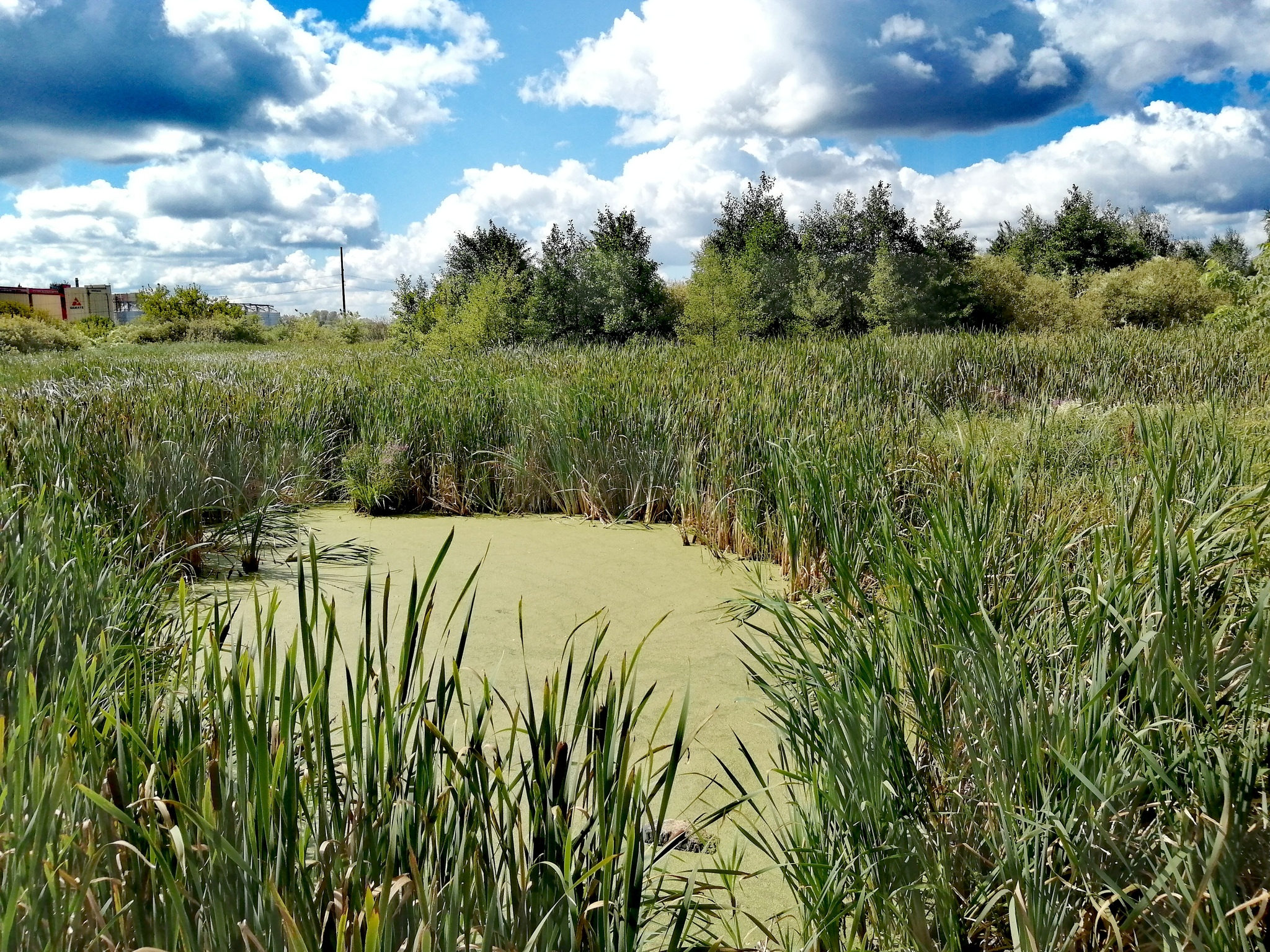 Болото | Пикабу