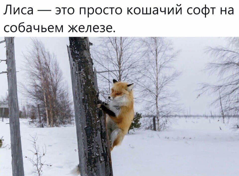 Лиса | Пикабу