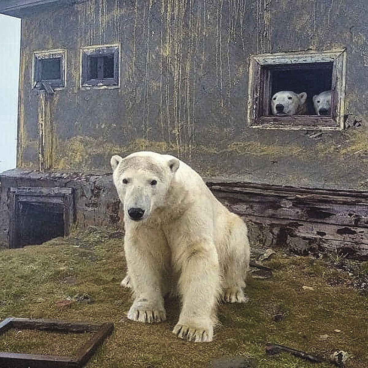 Медведи живут в домах не только в сказках | Пикабу