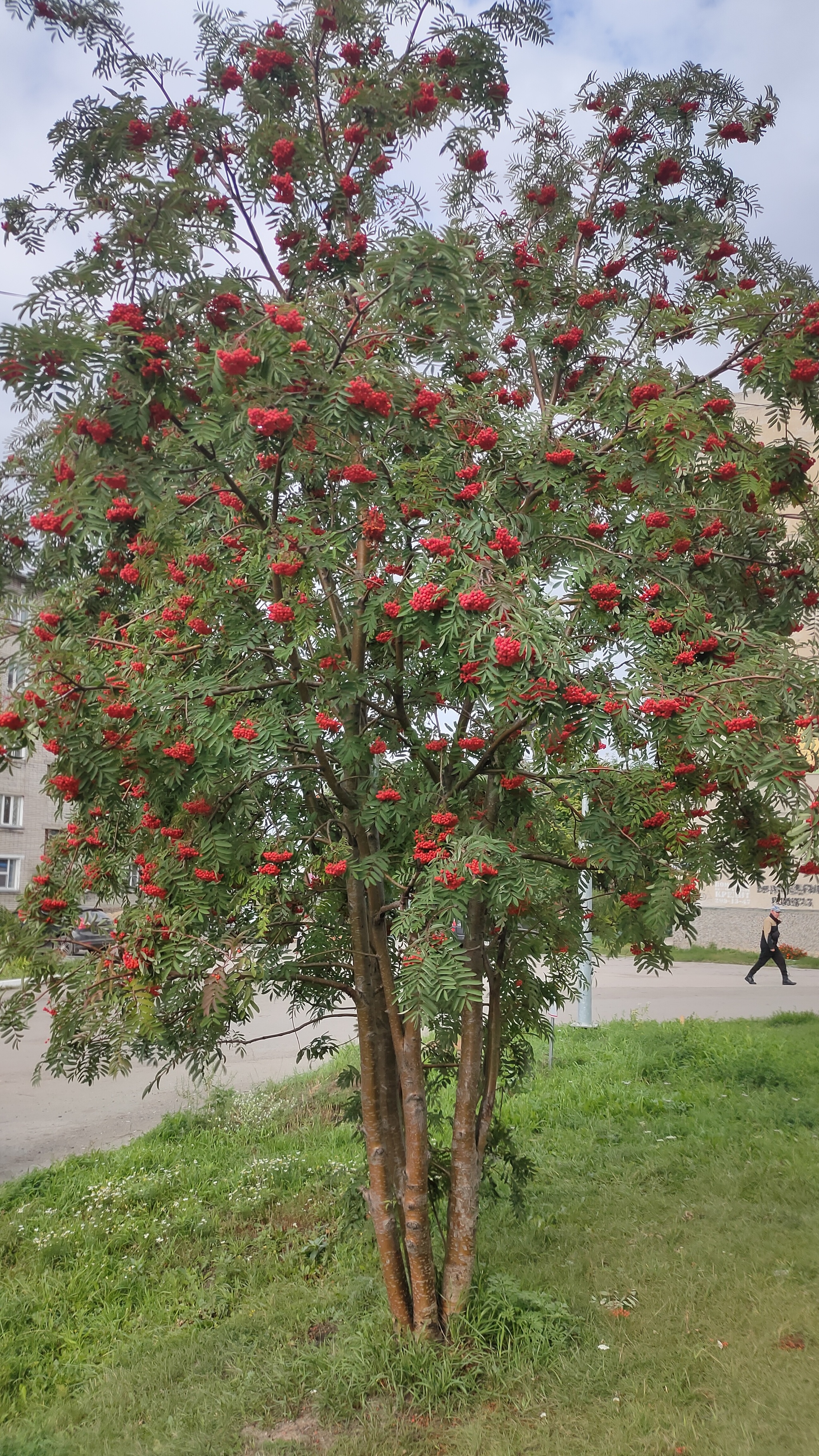 Рябину Вам в ленту! | Пикабу