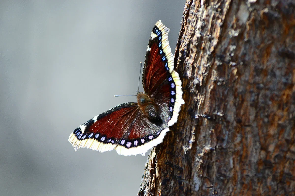 Хочешь шампанского прямо сейчас? - Cyprus Butterfly