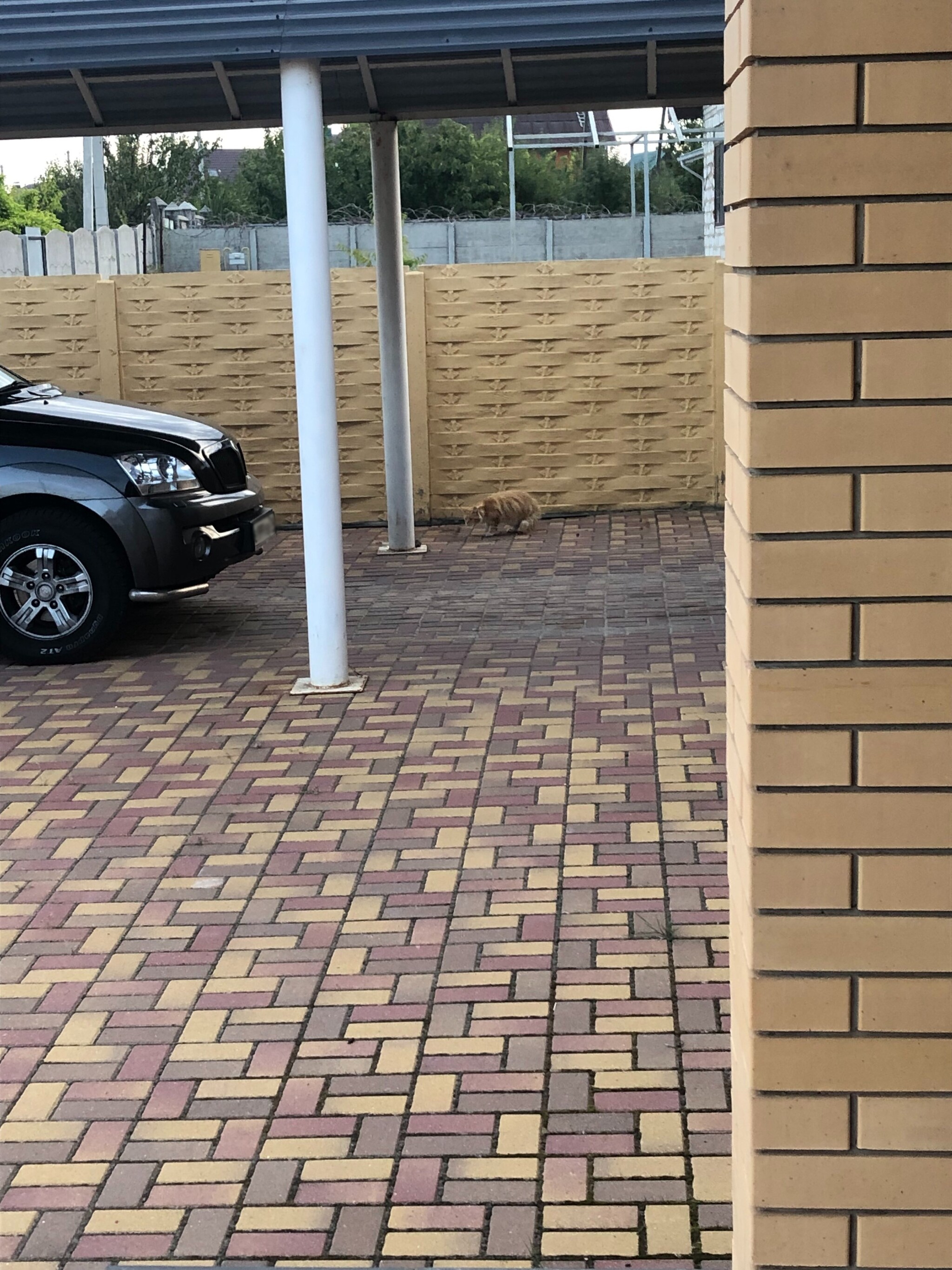 Получилось покормить кота | Пикабу