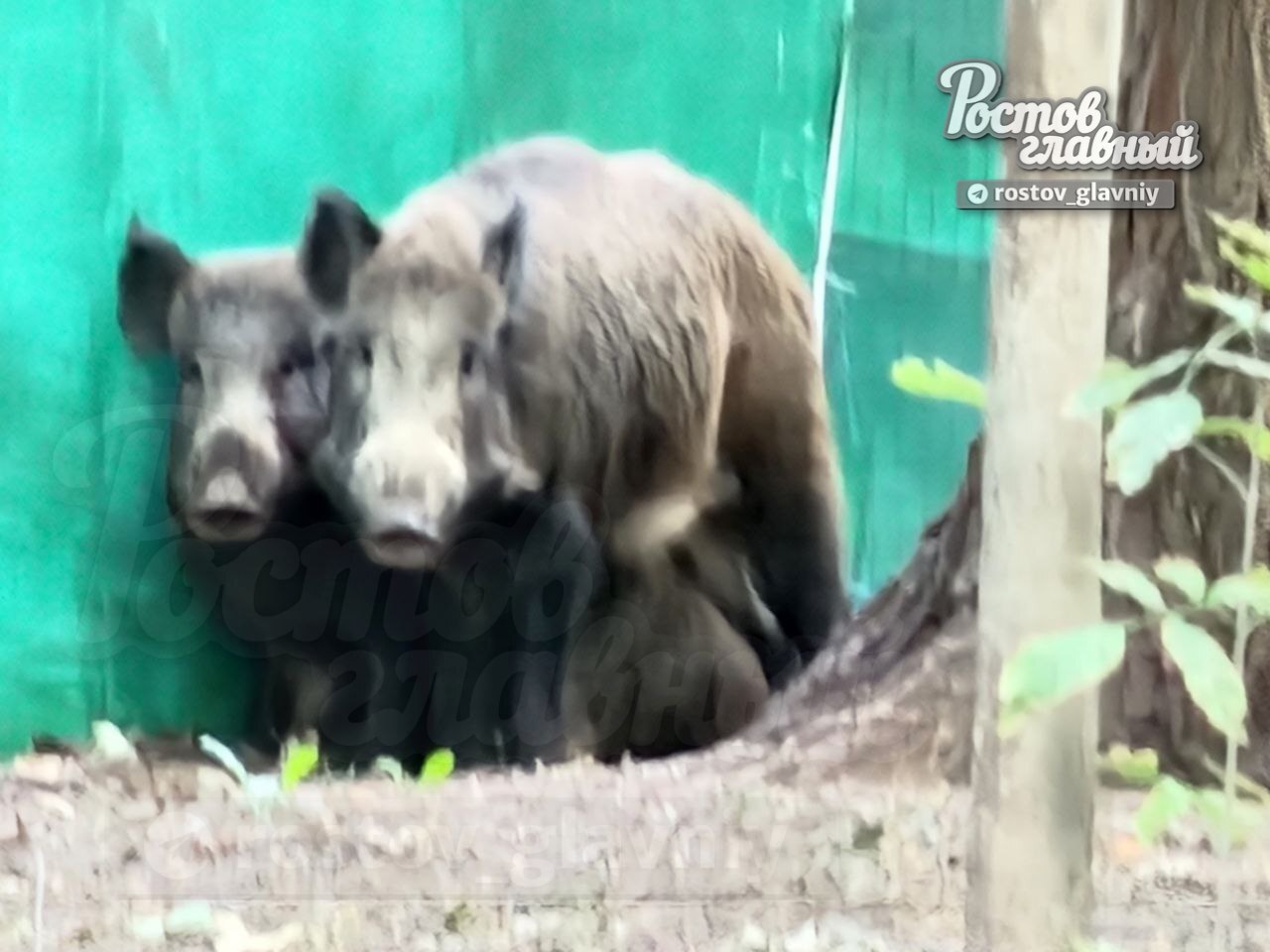 Кабаны атакуют.Это Ростов детка!(с) | Пикабу