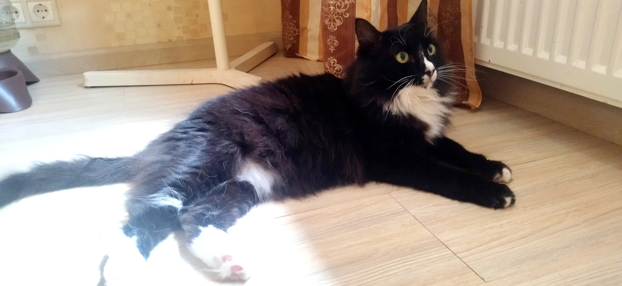 Продолжение поста «Про Котофея Котофеича...» | Пикабу