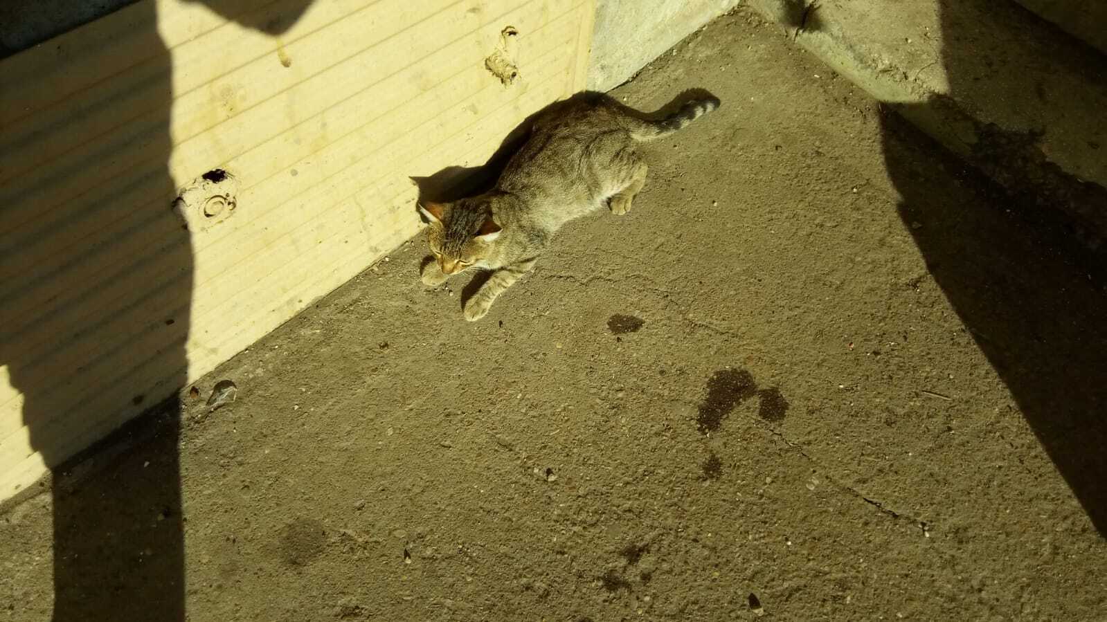 Коту нужна помощь! УФА | Пикабу