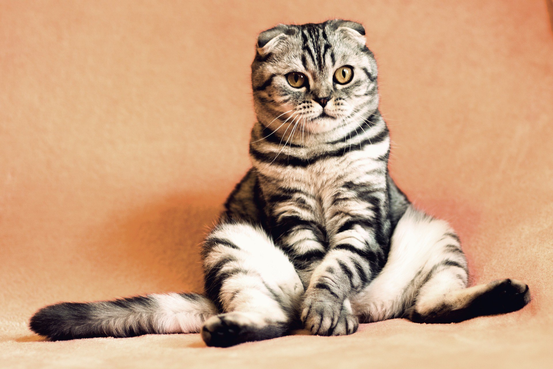 Правда ли, что один год жизни кошки равен семи человеческим? | Пикабу