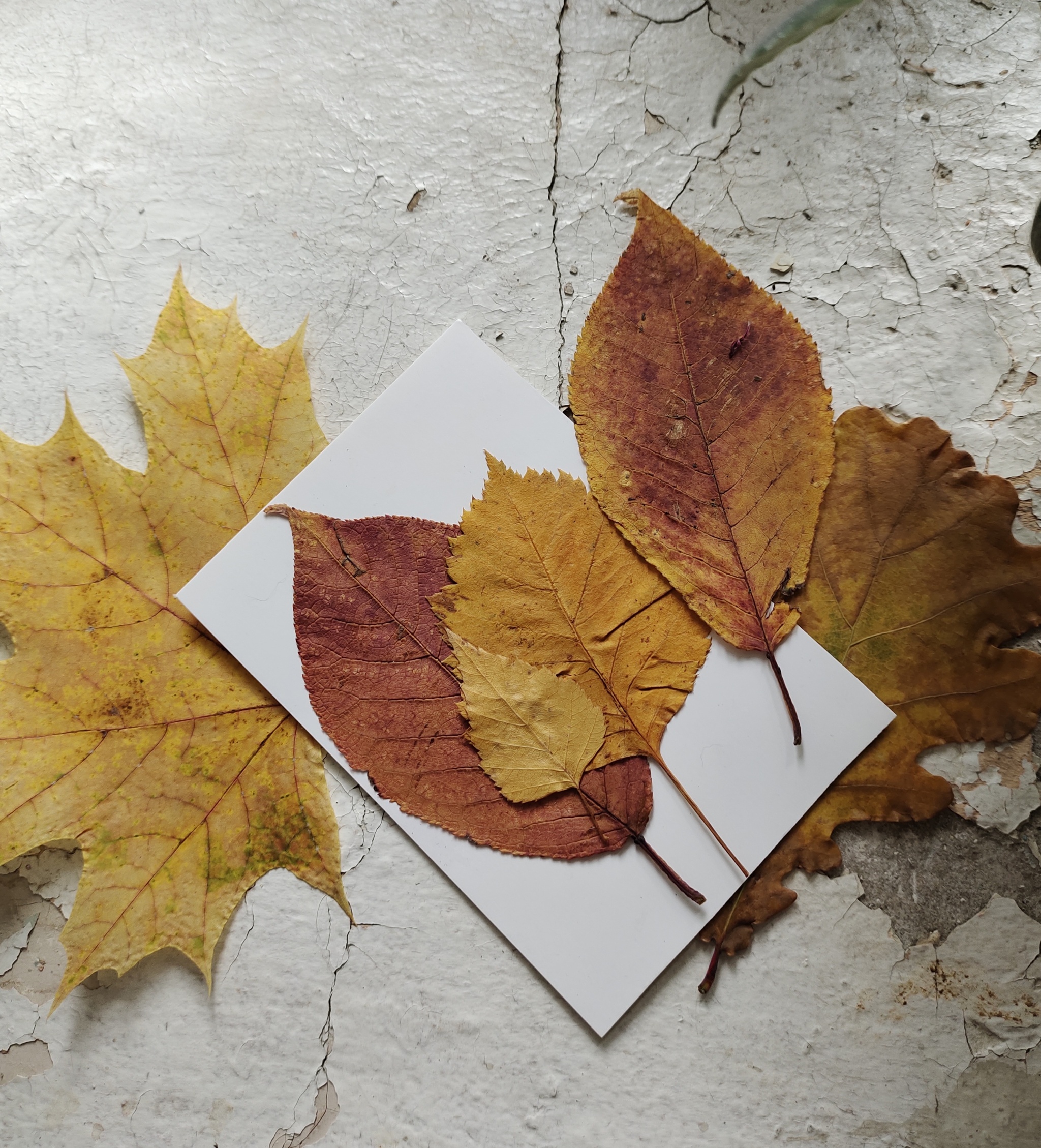Открытка с осенними листьями - 62 фото