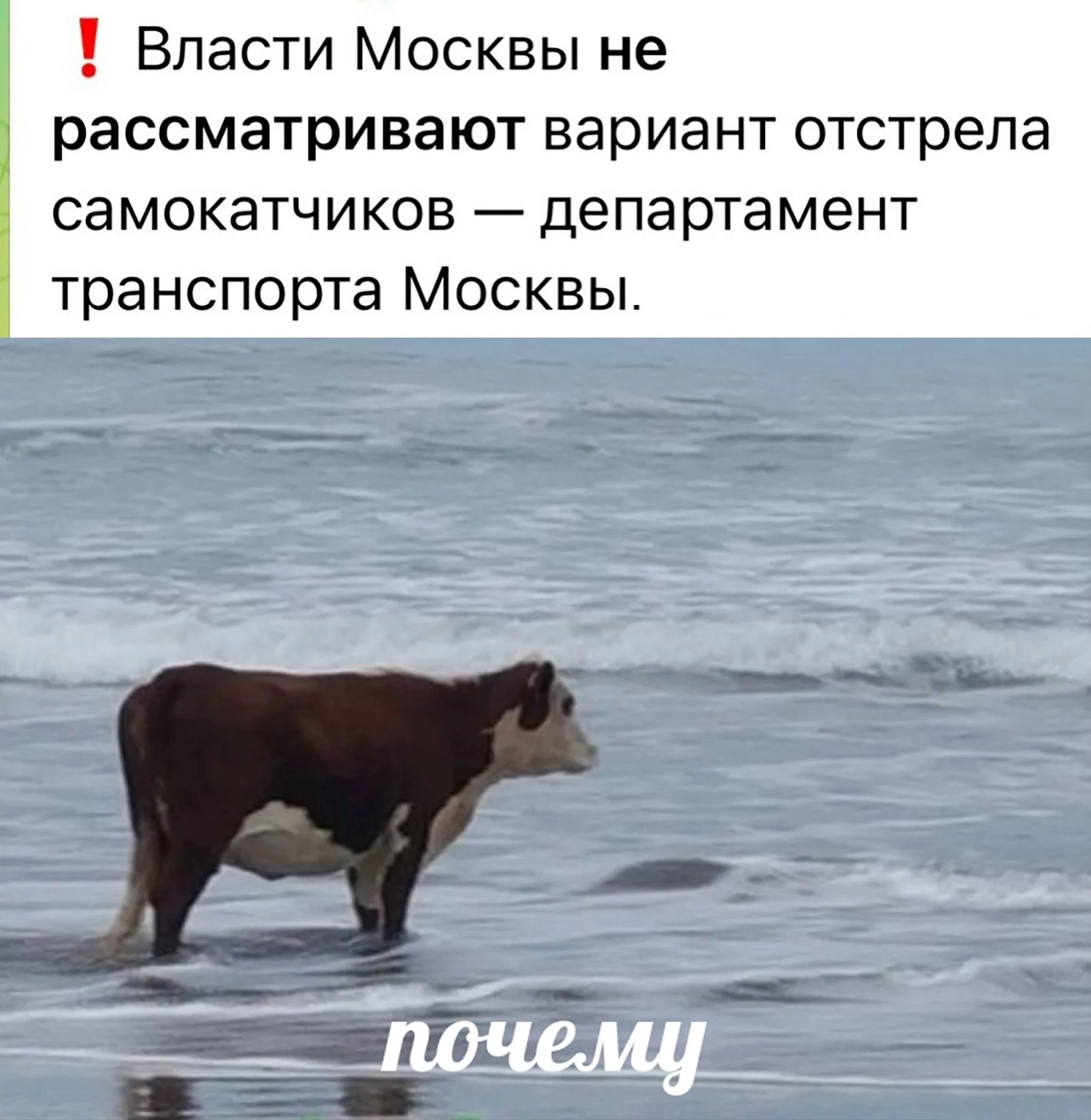 Самокатчики | Пикабу