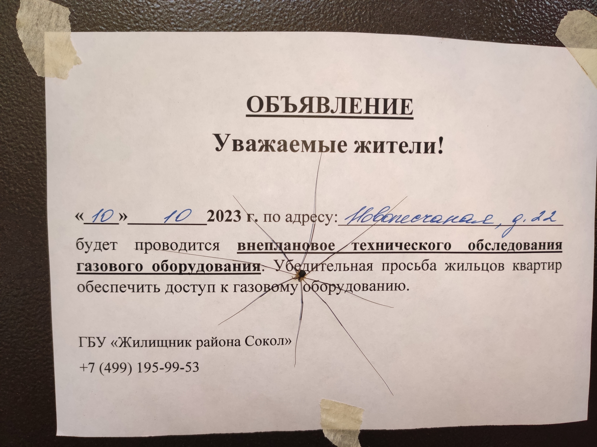 Паук | Пикабу
