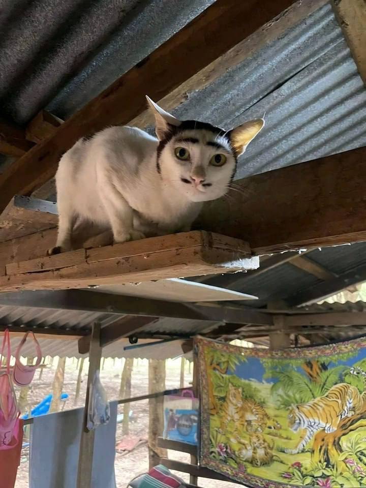 А это кот грузин, спасибо за внимание | Пикабу