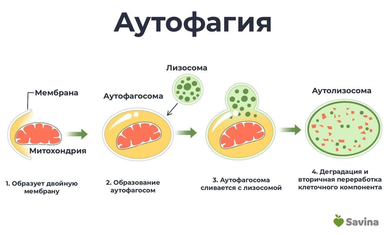 Интервальное голодание что это и как работает? Схема для начинающих +меню  на неделю для женщин и мужчин | Пикабу