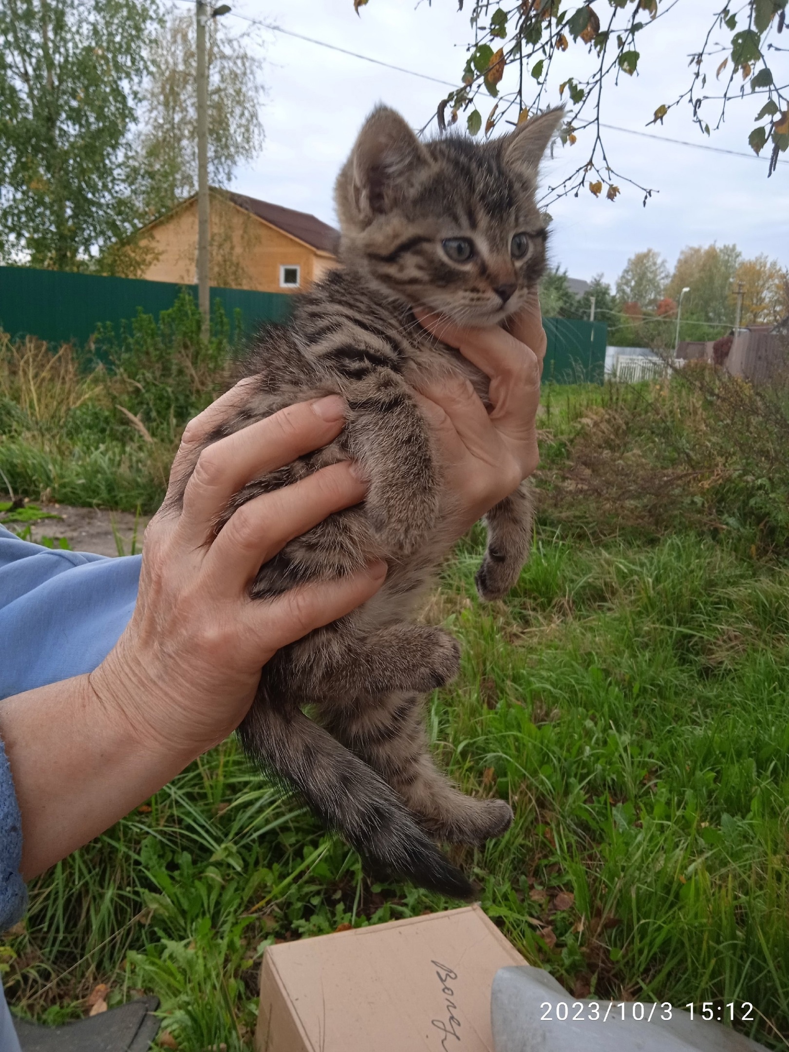 СПб и ЛО. Нурма. Выкинули котят в коробке. Ночь они провели на улице, так  никто не смог их забрать домой. Нужны дома | Пикабу