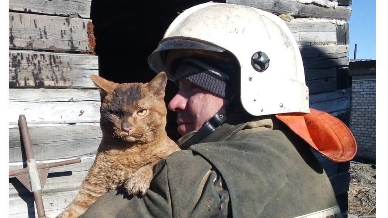 Ответ на пост «Фотография кота, которого спасли из горящего дома в  Мичигане» | Пикабу