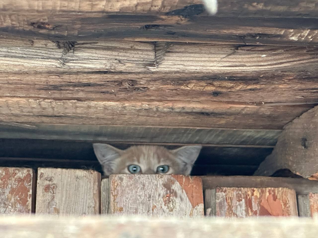 Четвертый котёнок с дач нашел свой новый дом | Пикабу