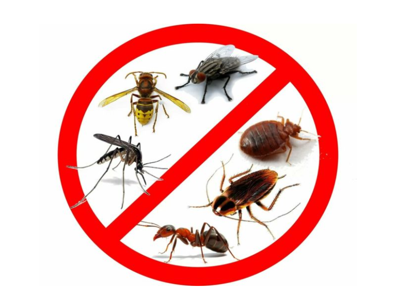 12 эффективных способов избавиться от комаров в квартире и на даче — INMYROOM