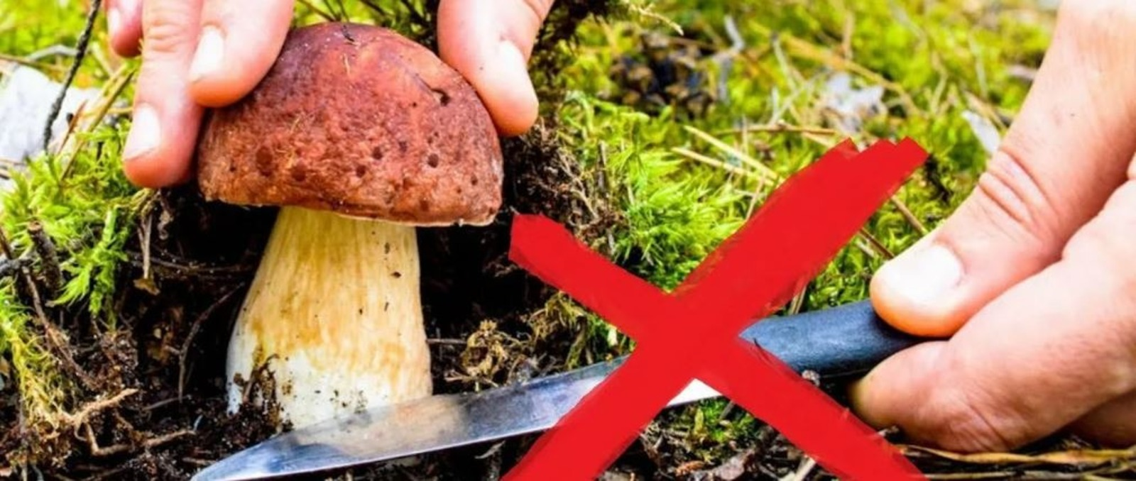 Законные запреты: какие грибы нельзя собирать в настоящее время