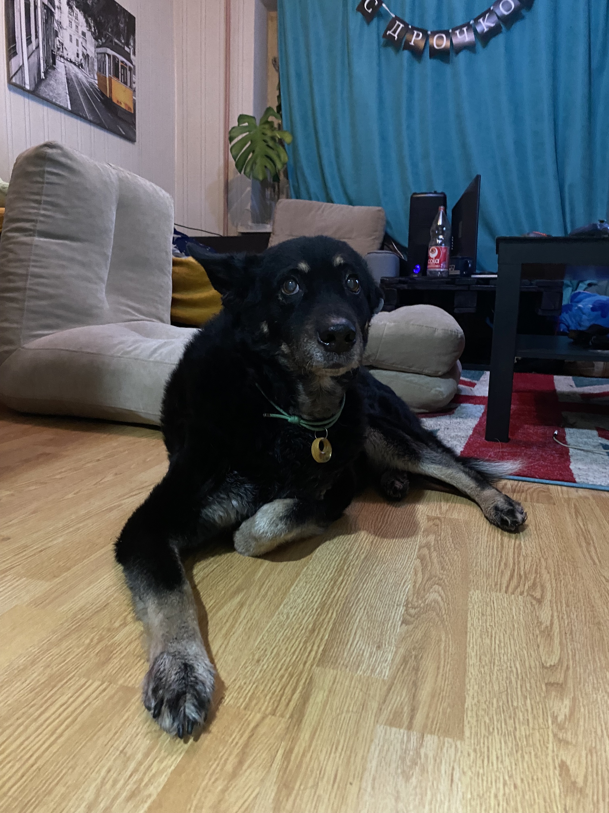 13 лет кошка