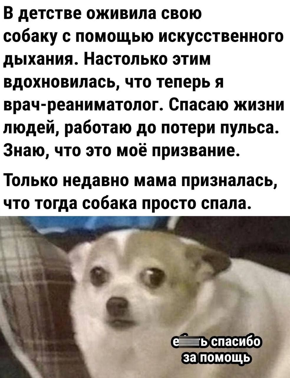 Собака | Пикабу