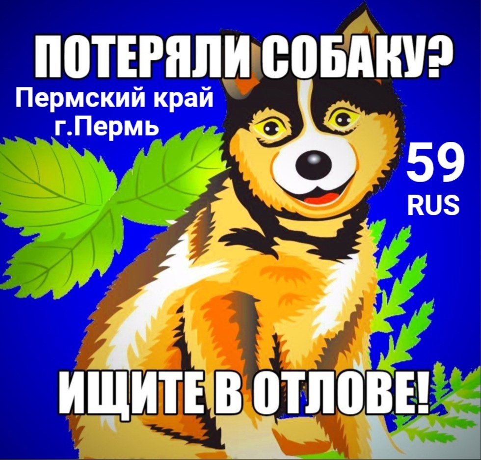 Чьи потеряшки?!!! | Пикабу