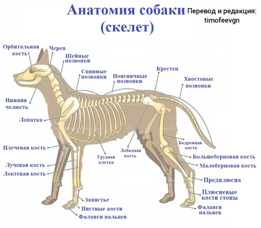 Строение собаки внутренние органы