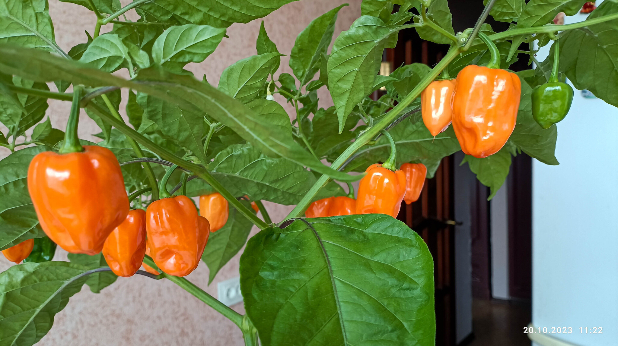 habanero-orange