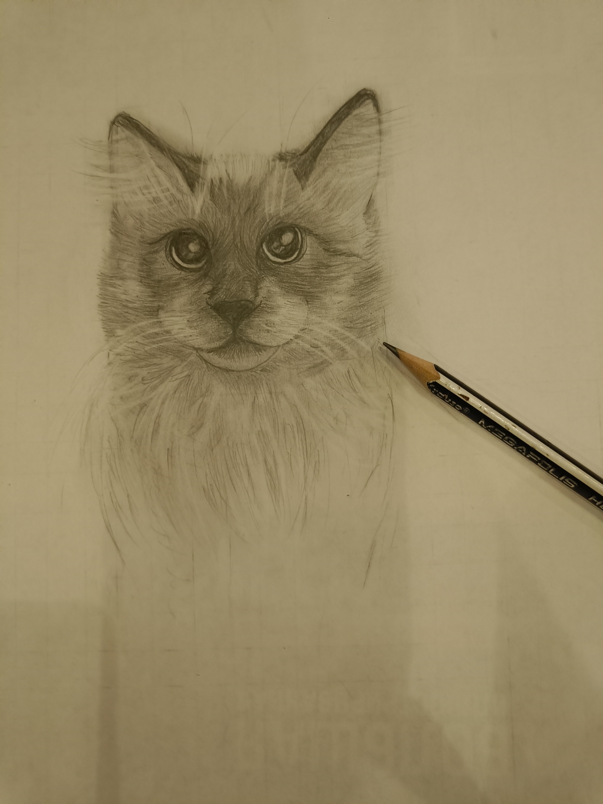 Котик | Пикабу