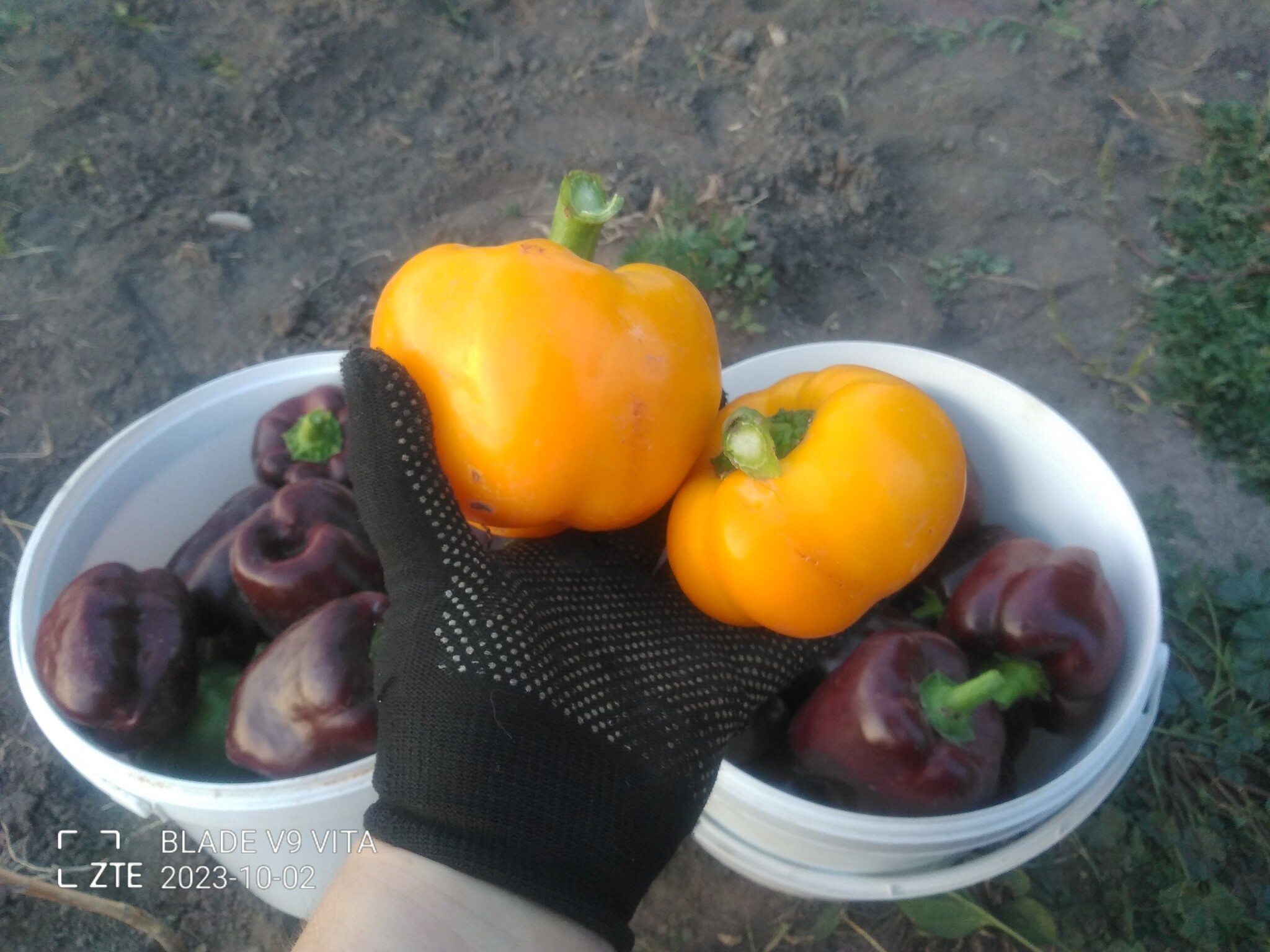 Мой урожай болгарского перца | Пикабу