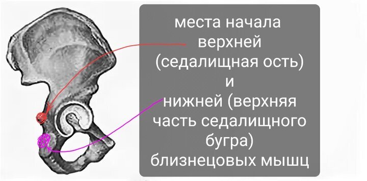 Близнецовые мышцы | Пикабу