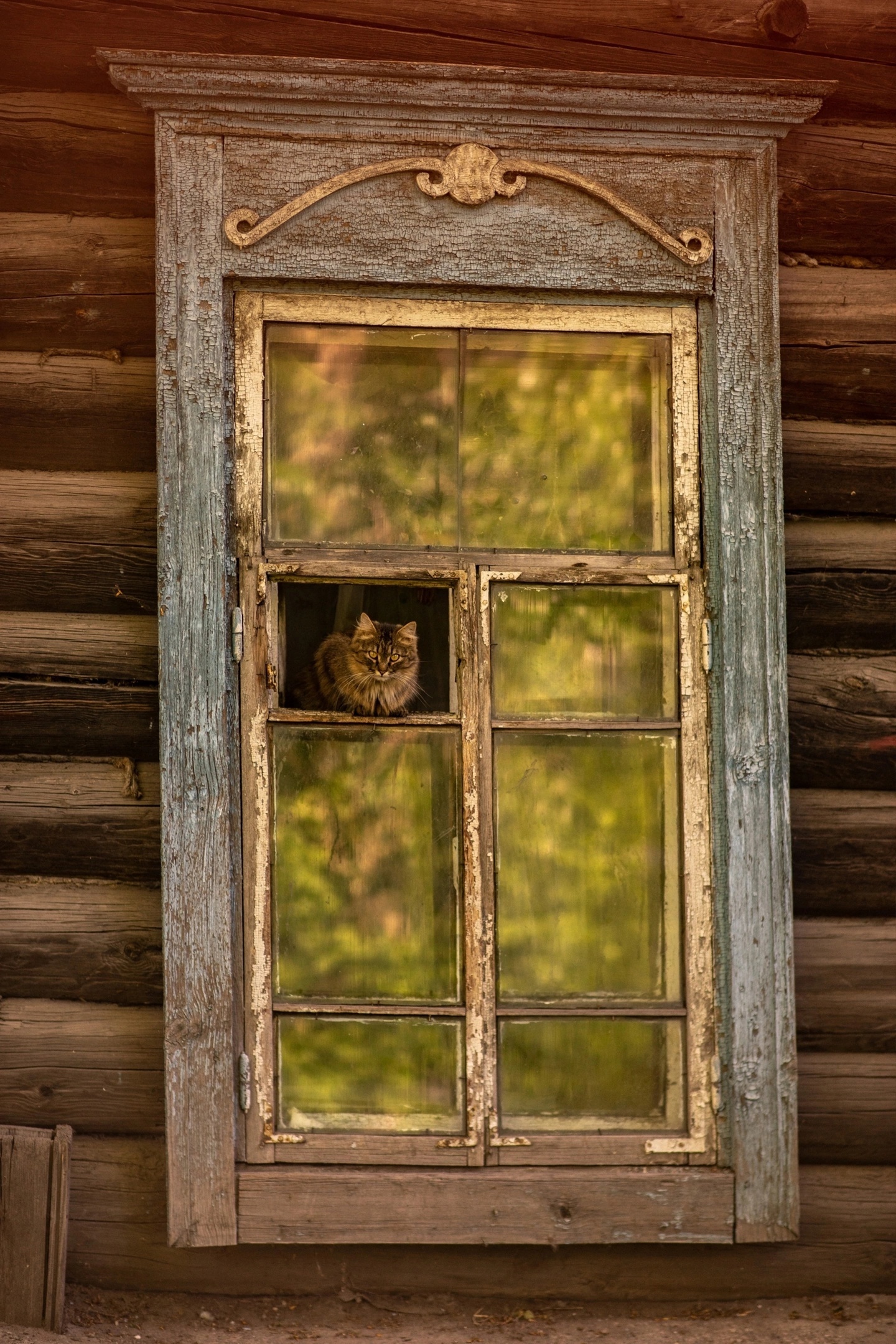 Коты и окна | Пикабу