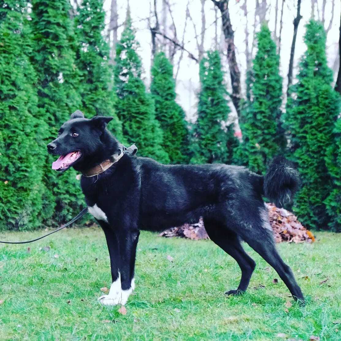 Не заберёте его, пристрелю | Пикабу