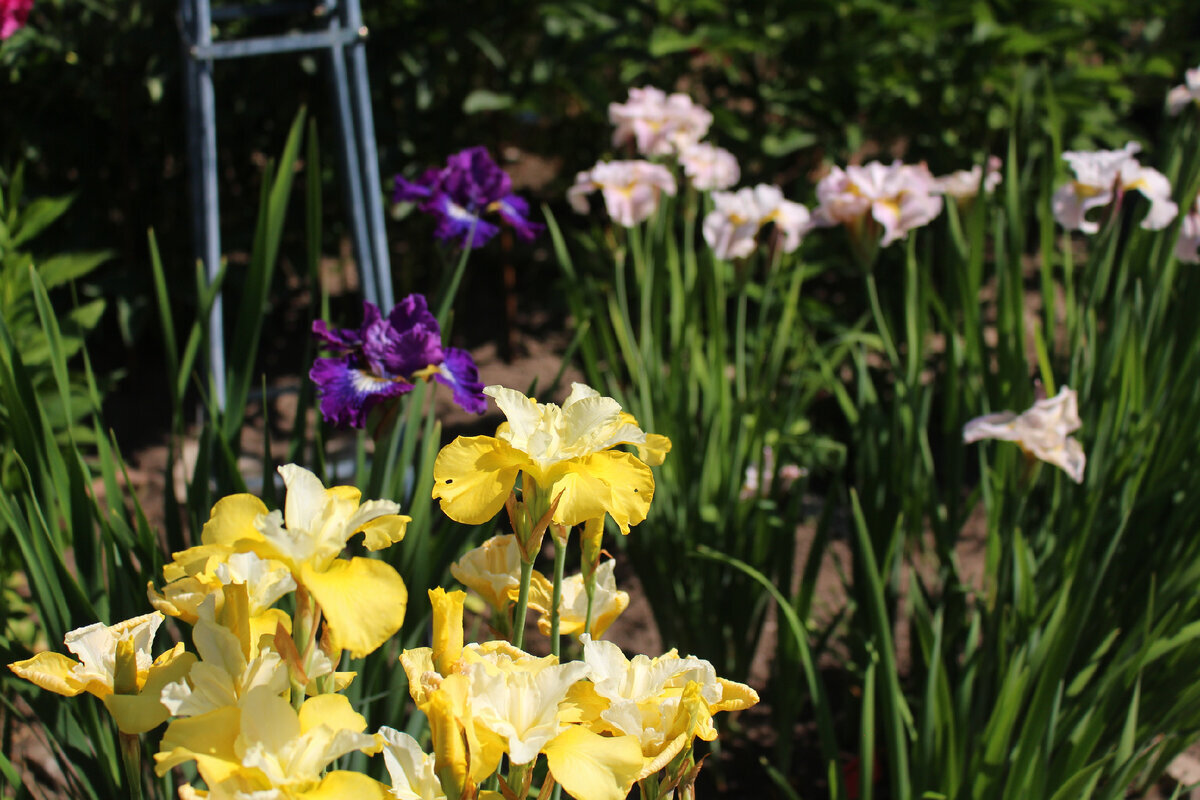 Продолжение истории: делаю проект солнечного цветника из неприхотливых ...