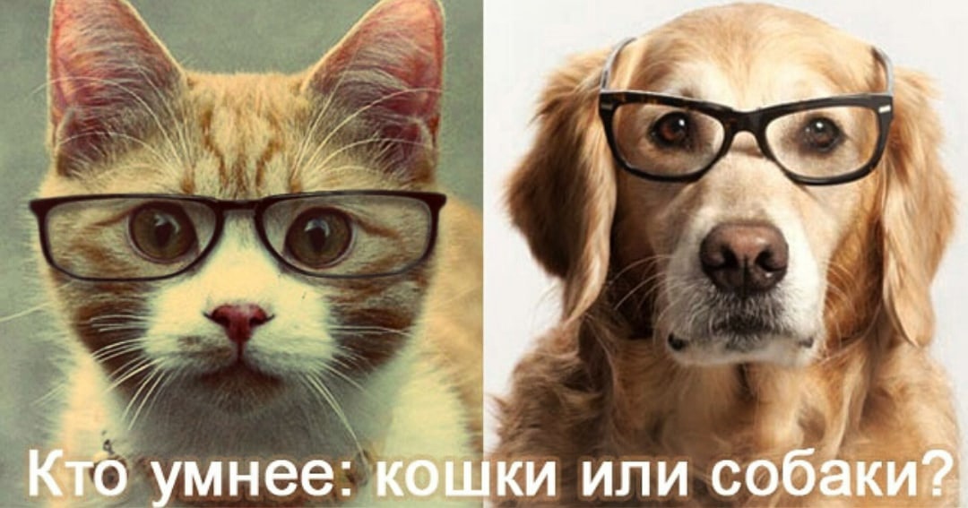 Кто умнее - собаки или кошки? Наконец появился ответ | Пикабу