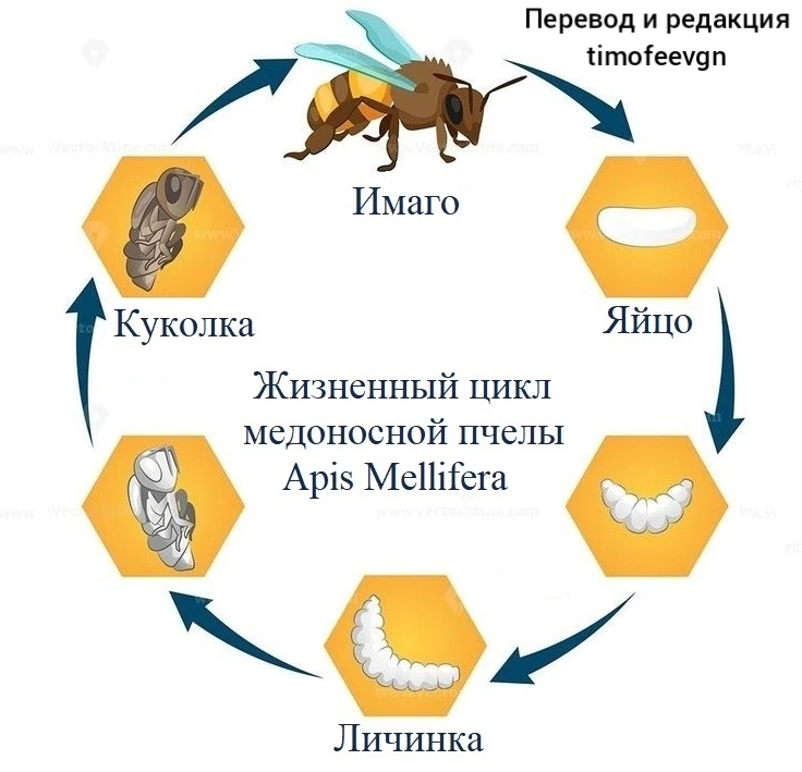 Анатомия пчелы со всех сторон | Пикабу