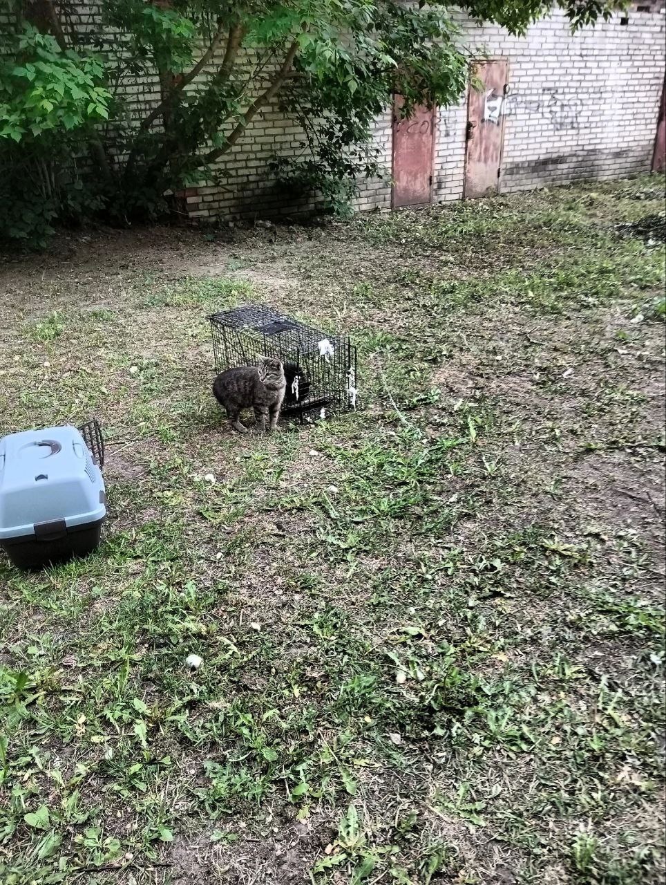 Привет из дома от Чики. Почти год назад она оказалась во дворе одного из  домов в Тосно под кустом | Пикабу