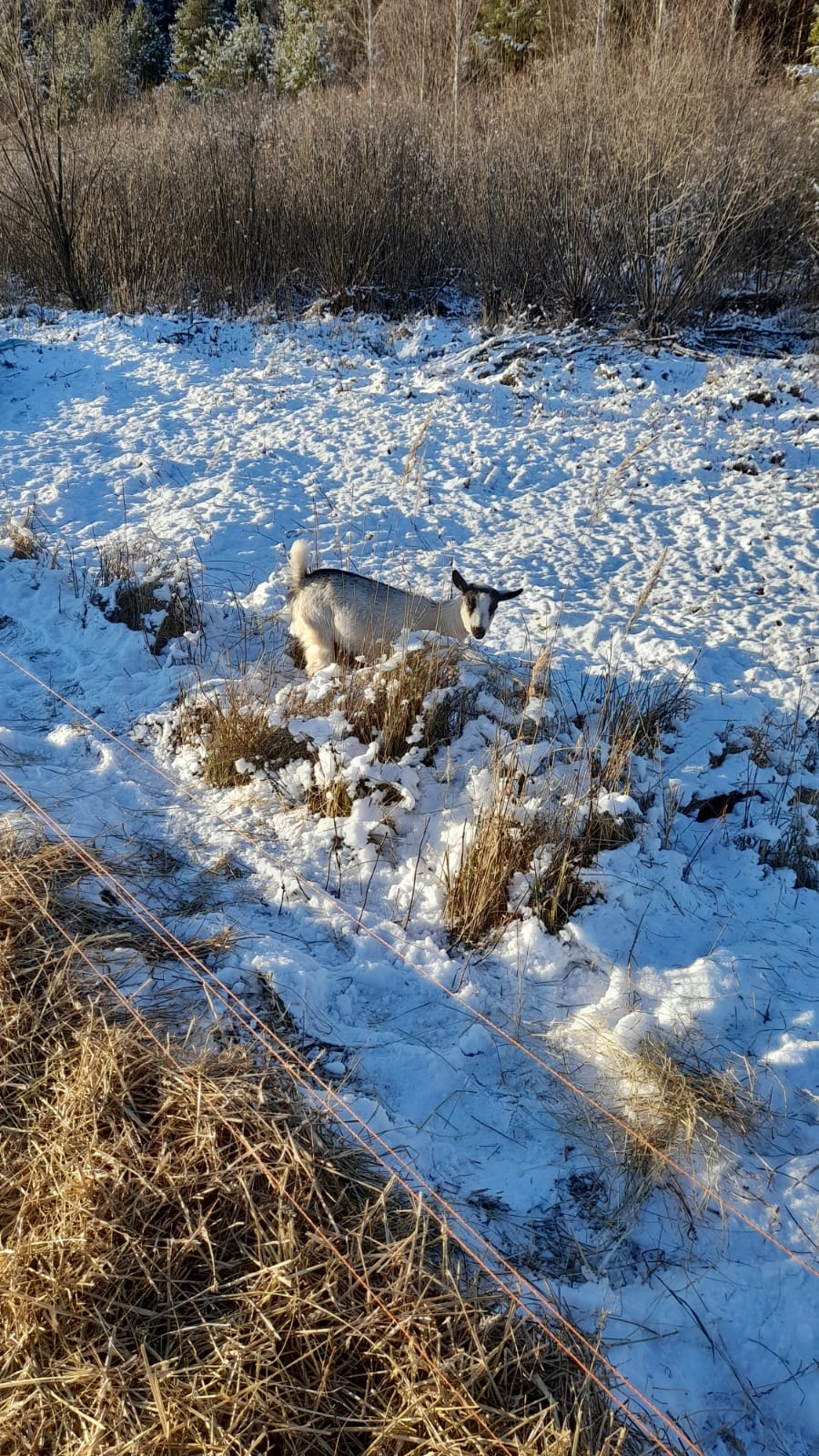 Снежный козленок родился в Московском зоопарке