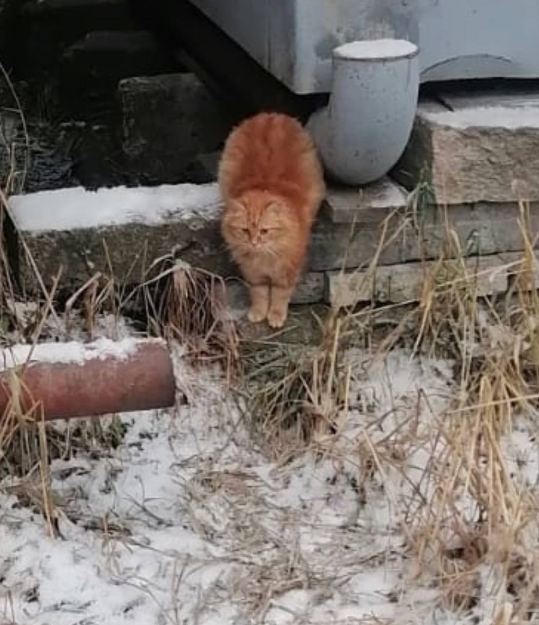 СПБ и ЛО. Любань. Очень нужны дома котятам из гаражей (5-6 месяцев). Без  рейтинга | Пикабу