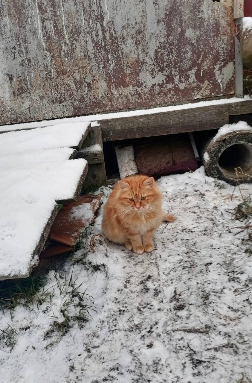 СПБ и ЛО. Любань. Очень нужны дома котятам из гаражей (5-6 месяцев). Без  рейтинга | Пикабу