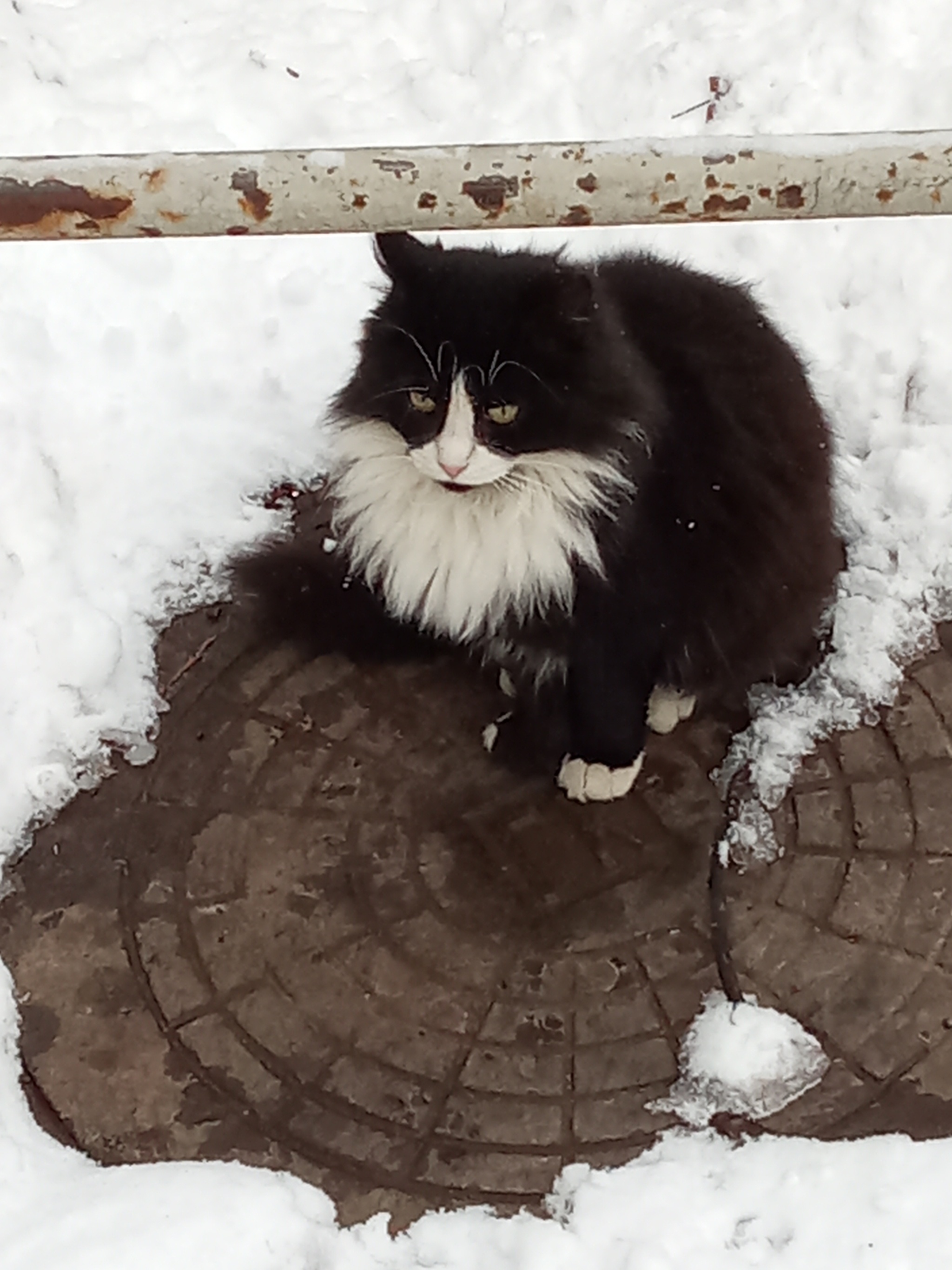 Кот с бородой