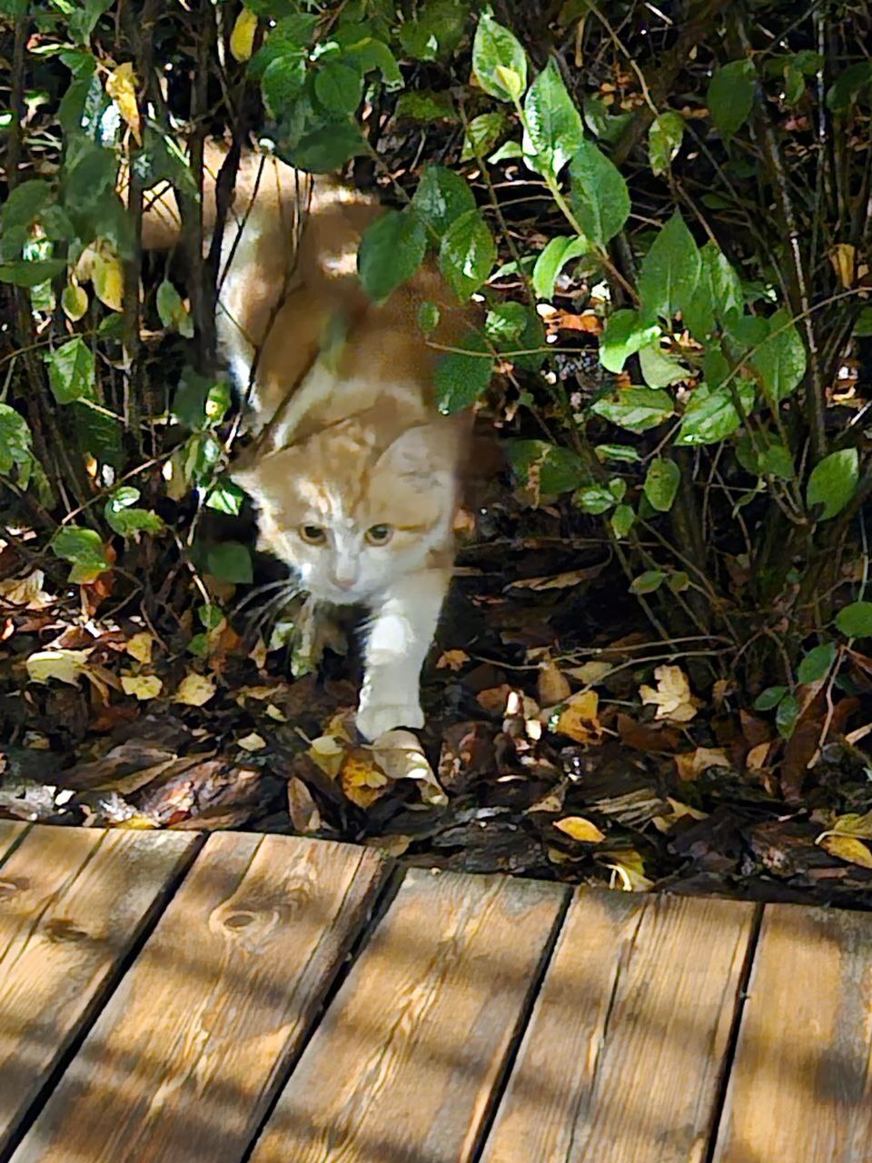 Котик замерзает возле ЖК | Пикабу