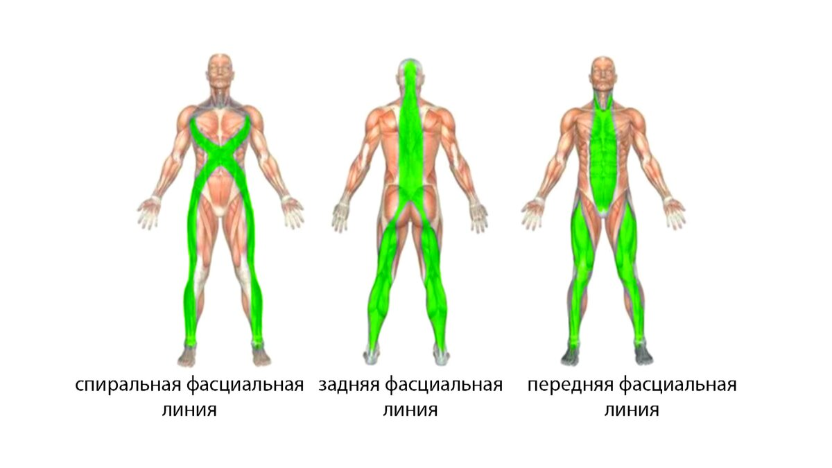 Хорошая осанка за счет эластичности в груди | Пикабу