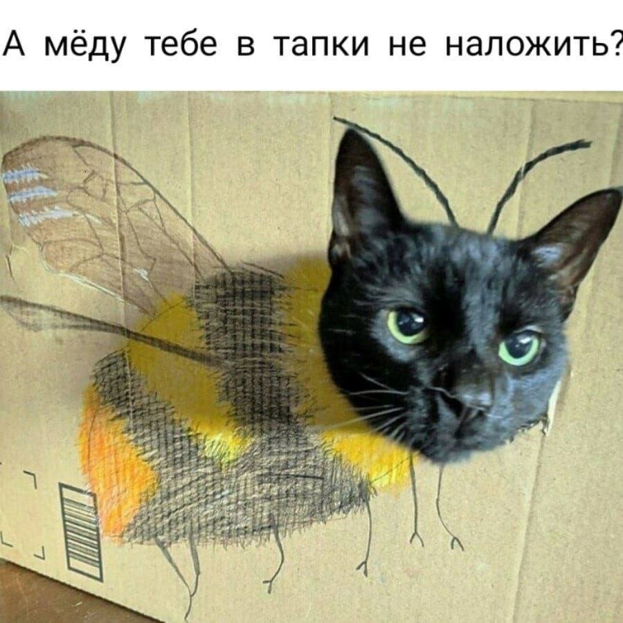 Подборка котомемов | Пикабу