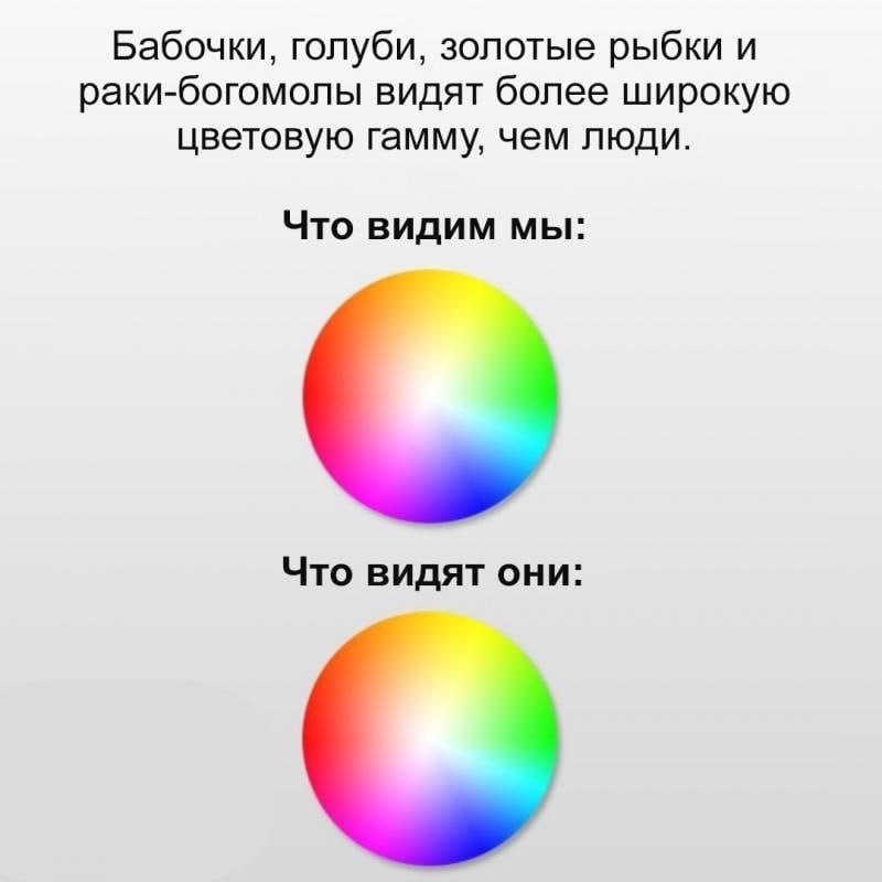 Цветовая гамма | Пикабу