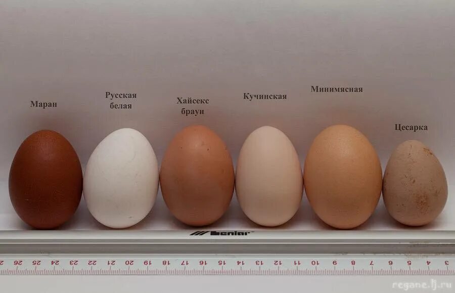 Одни яйца коричневые, а другие белые – почему?