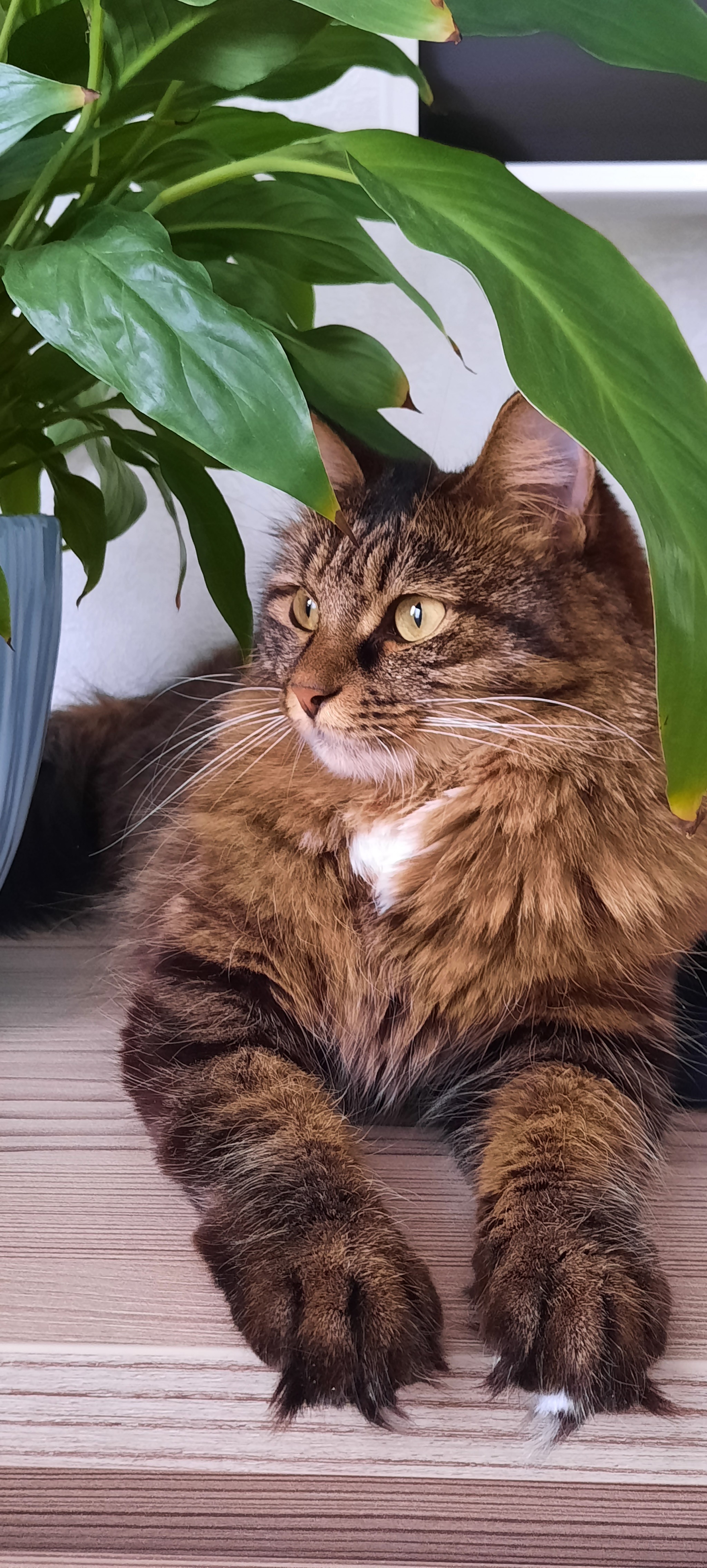 Сколько стоит содержать кошку | Пикабу