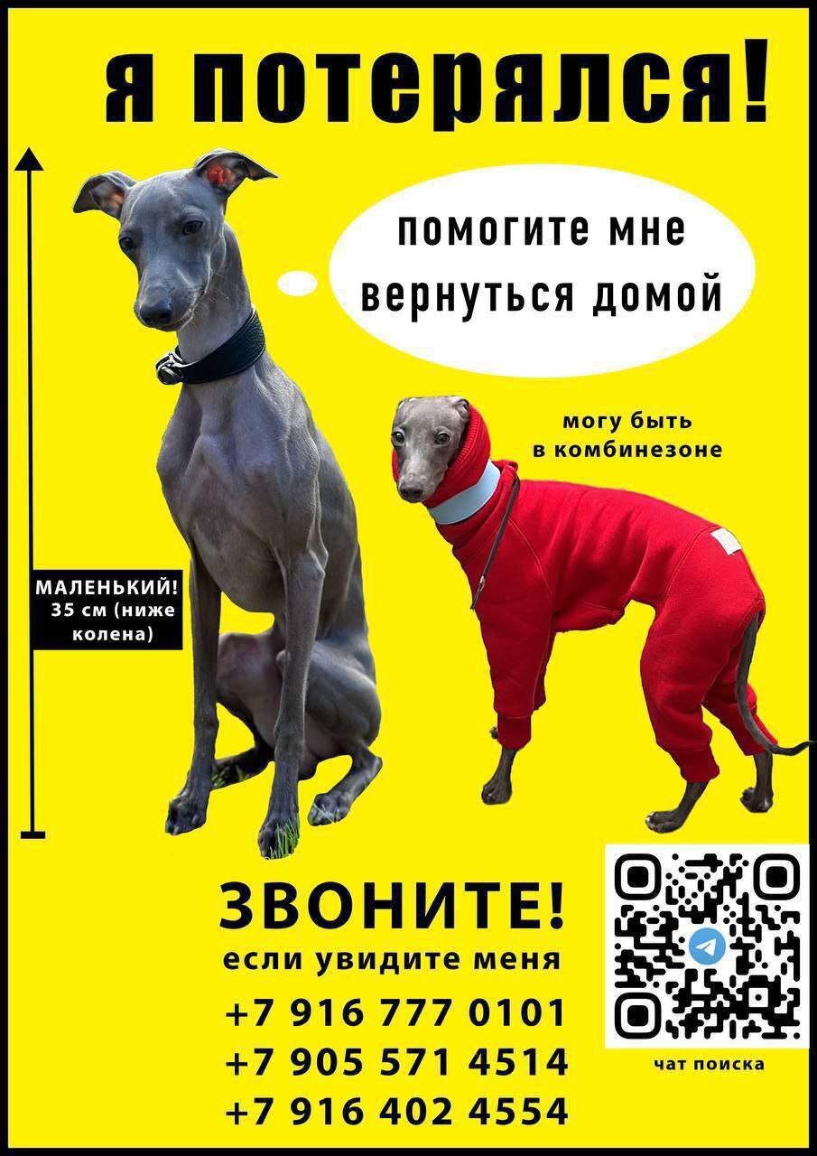 Мск помогите найти собаку [без рейтинга] | Пикабу