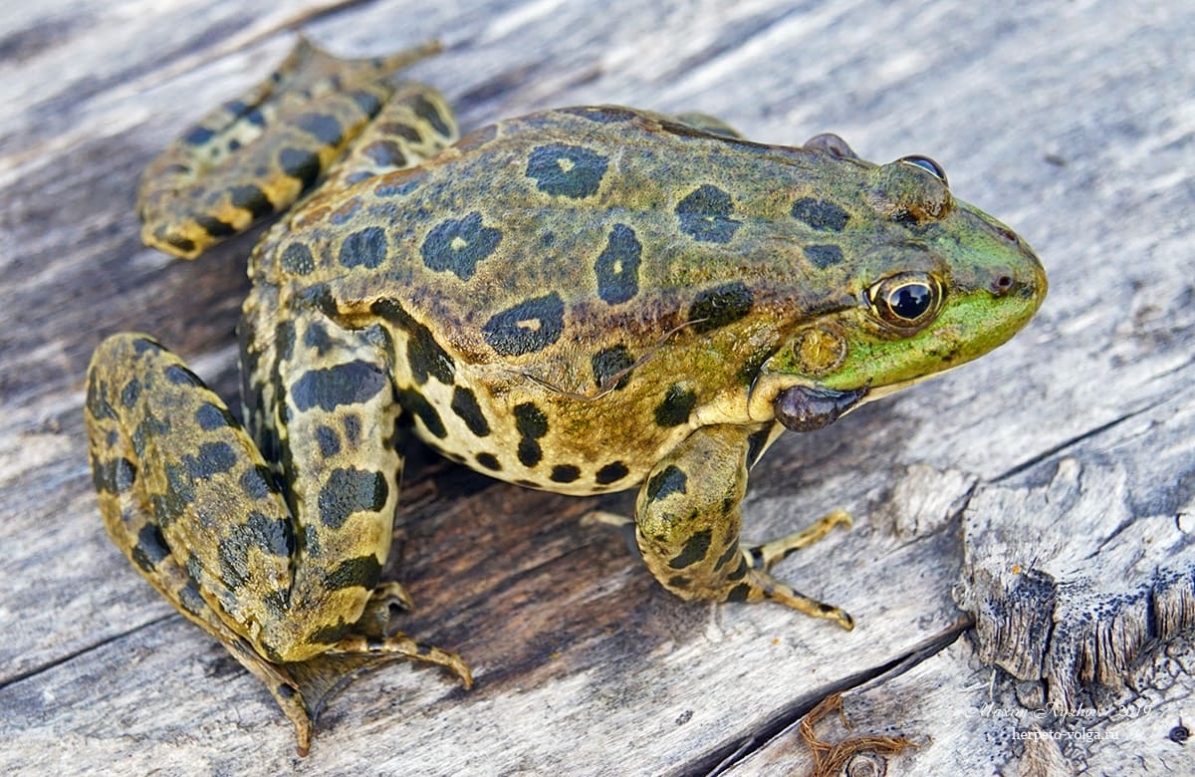 Варианты окраски озерной лягушки (Pelophylax ridibundus) | Пикабу