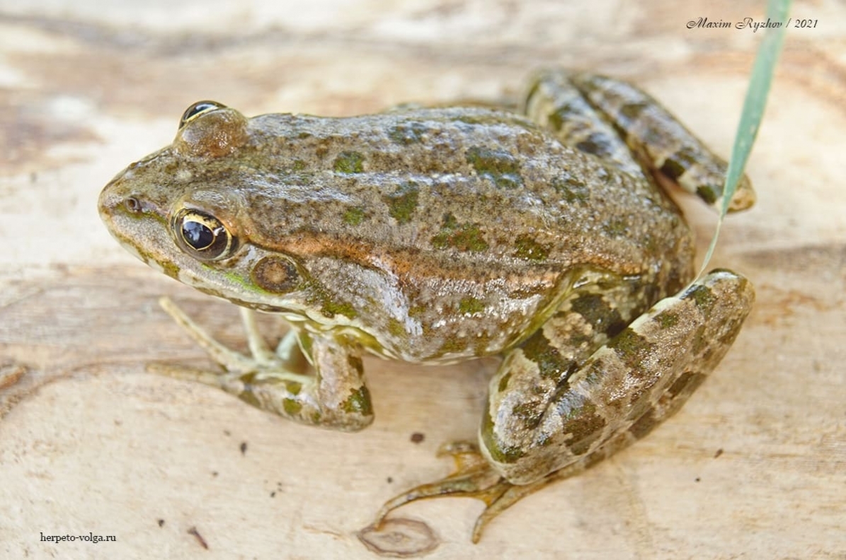 Варианты окраски озерной лягушки (Pelophylax ridibundus) | Пикабу