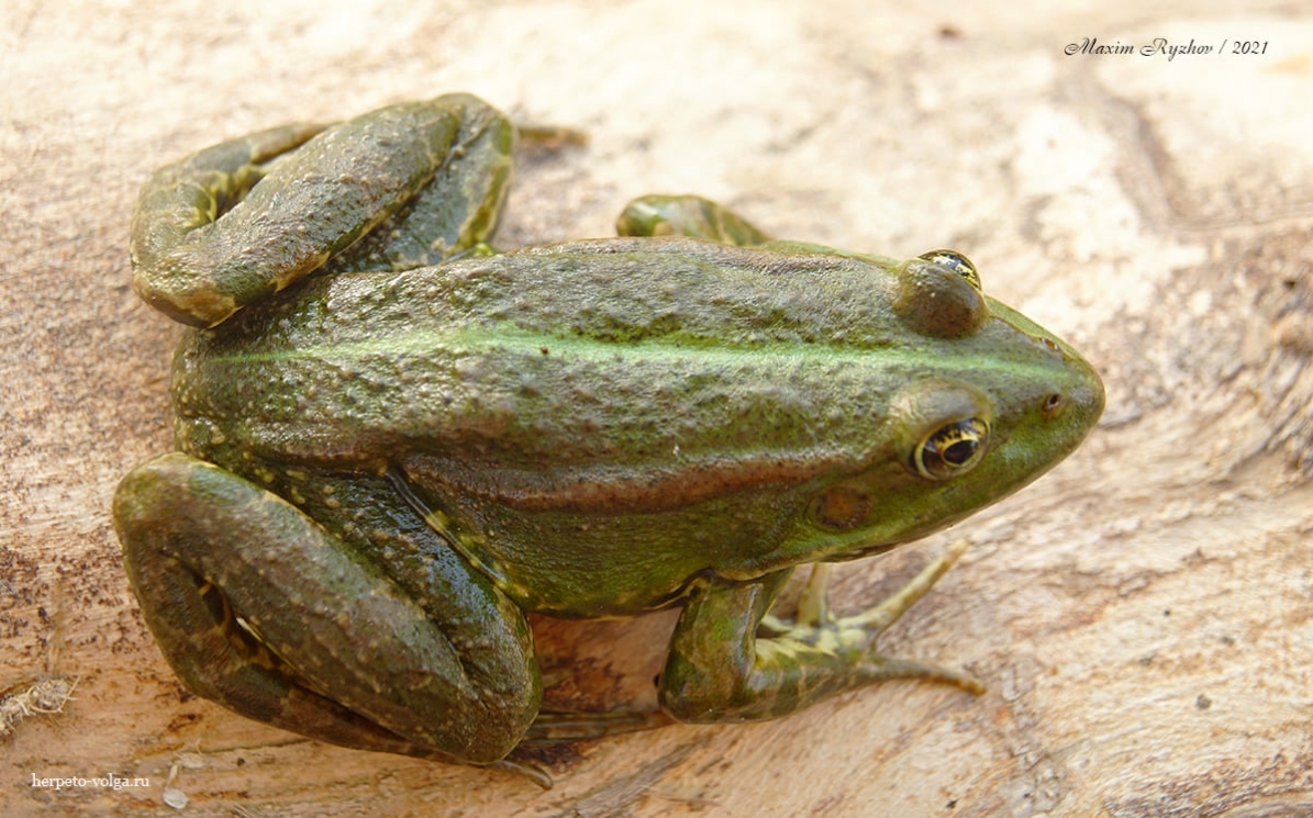 Варианты окраски озерной лягушки (Pelophylax ridibundus) | Пикабу