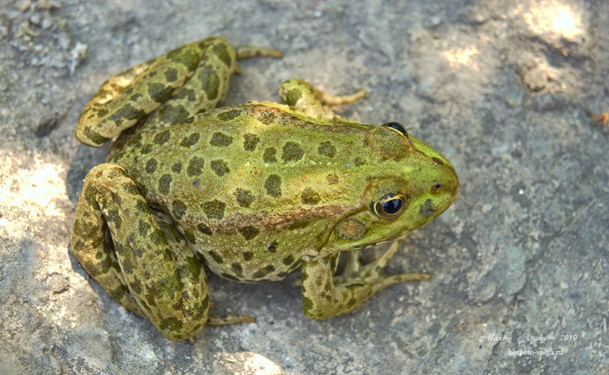 Варианты окраски озерной лягушки (Pelophylax ridibundus) | Пикабу